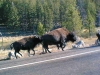 yellowstone-2001-buffalo_on_road